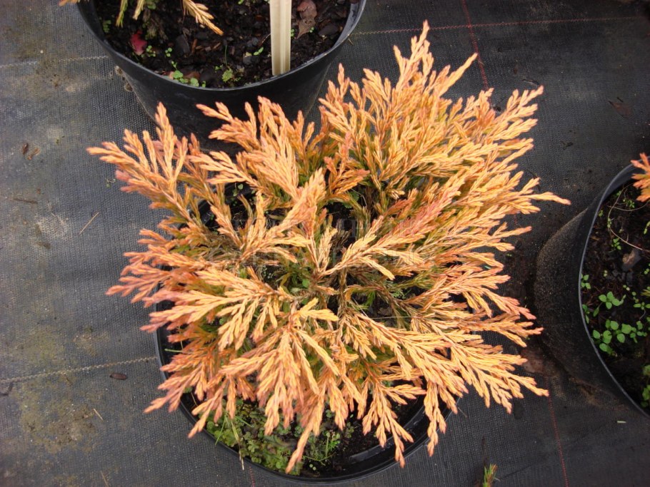 Туя лайм Глоу