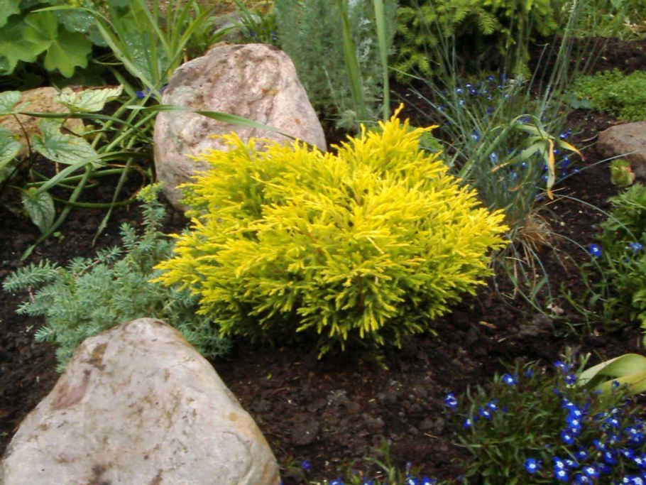 Туя лайм Глоу