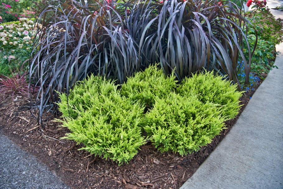 Можжевельник горизонтальный лайм Глоу (с2/с3 h20-25)