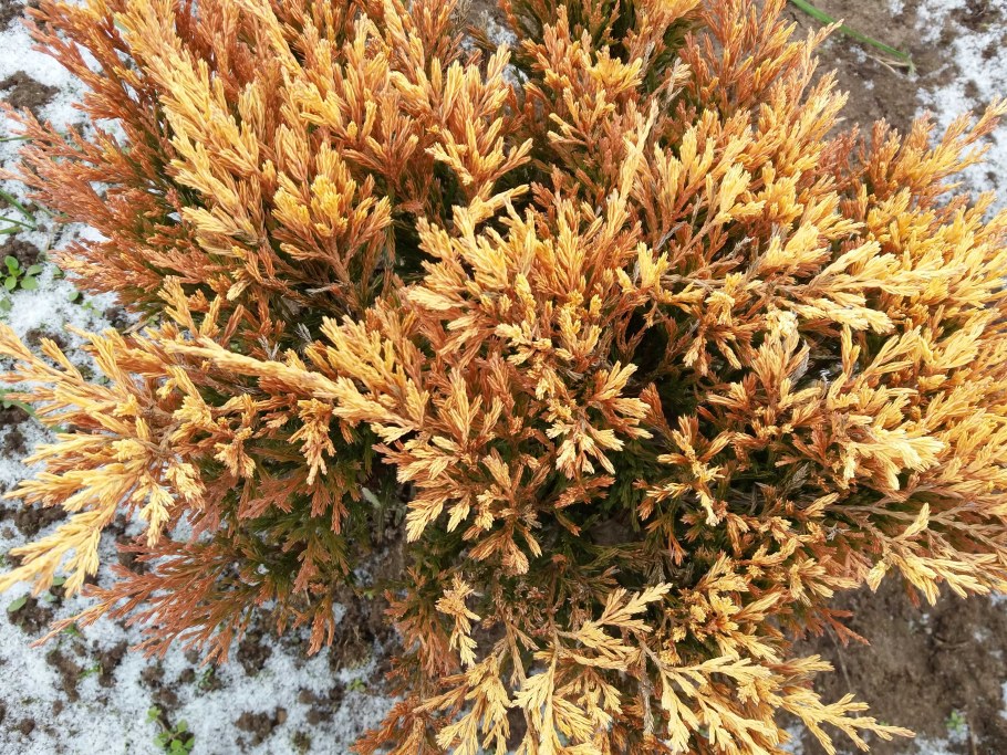 Можжевельник горизонтальный лайм Глоу