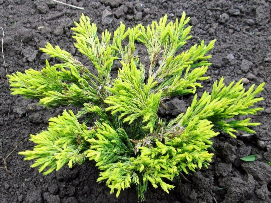 Можжевельник лайм Глоу