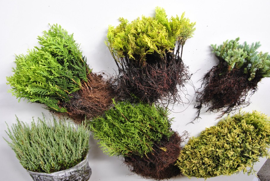 Можжевельник Голден Глоу