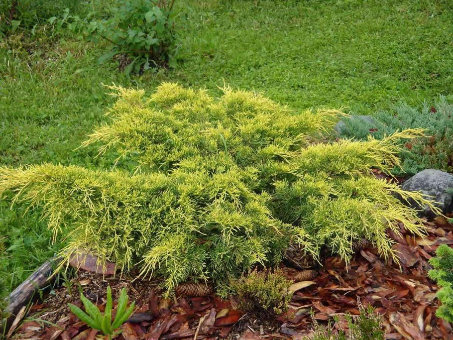 Можжевельник горизонтальный лайм Глоу