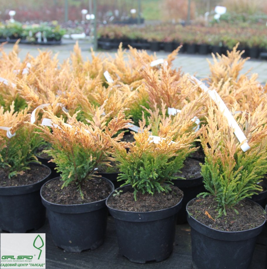 Можжевельник лайм Глоу