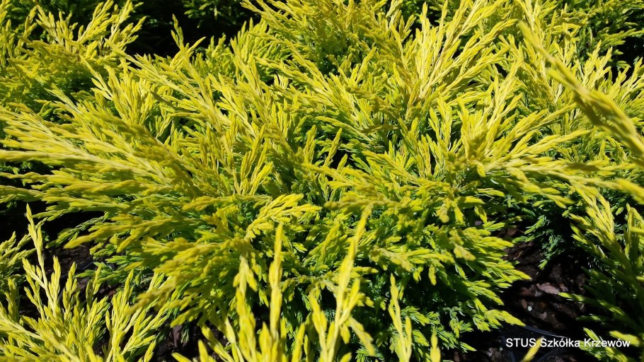 Можжевельник казацкий лайм Глоу