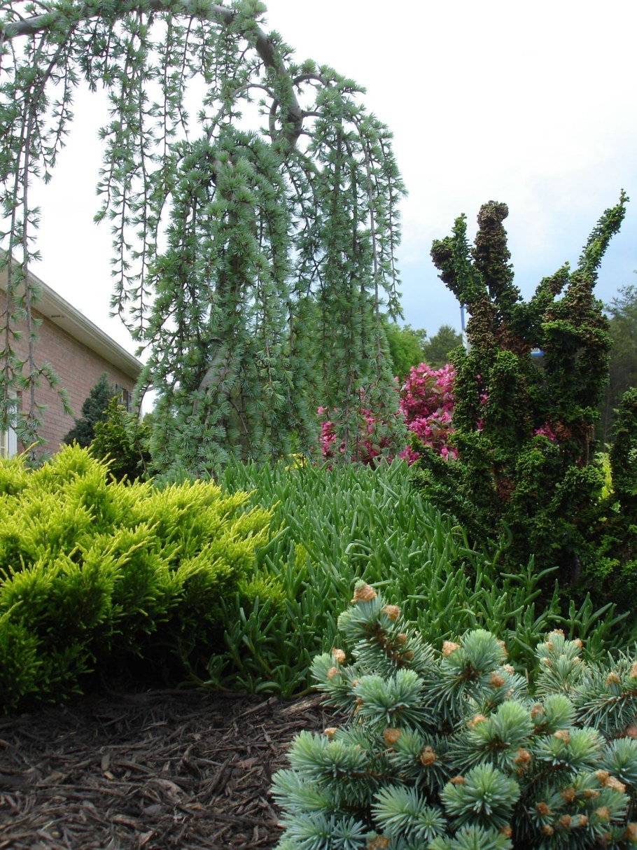 Можжевельник Гарден