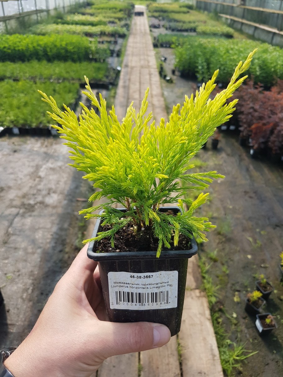 Можжевельник китайский лайм Глоу
