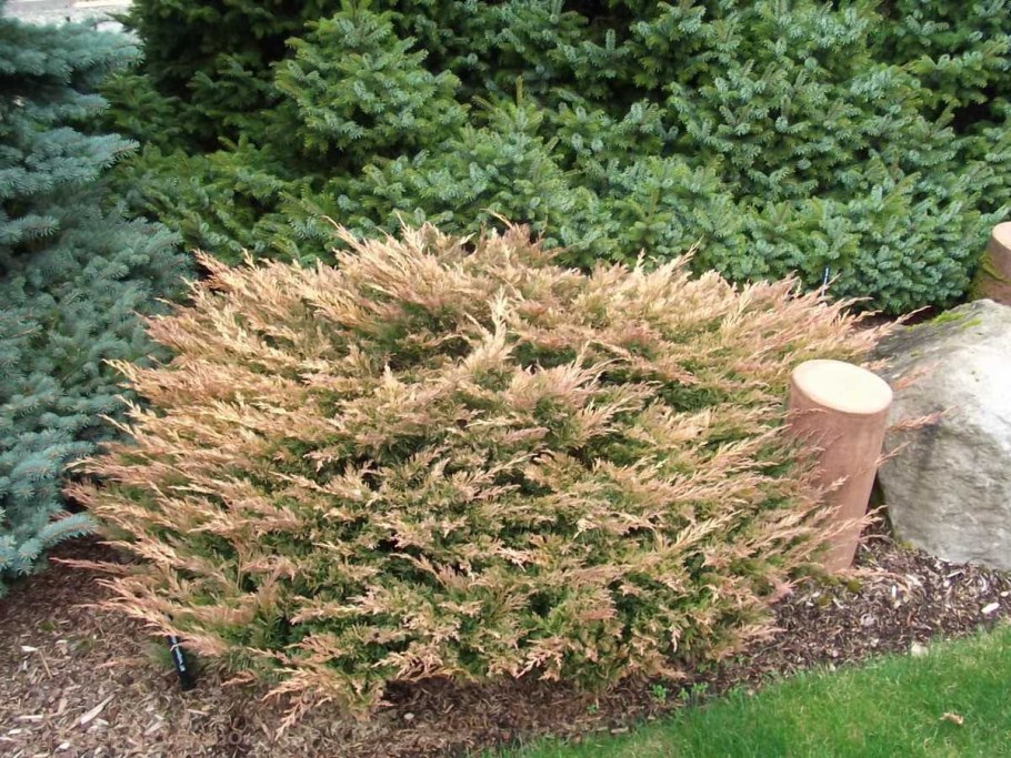 Можжевельник лайм Glow