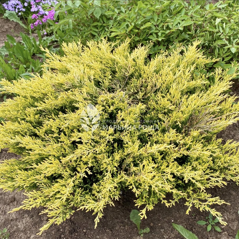 Можжевельник лайм Глоу фото