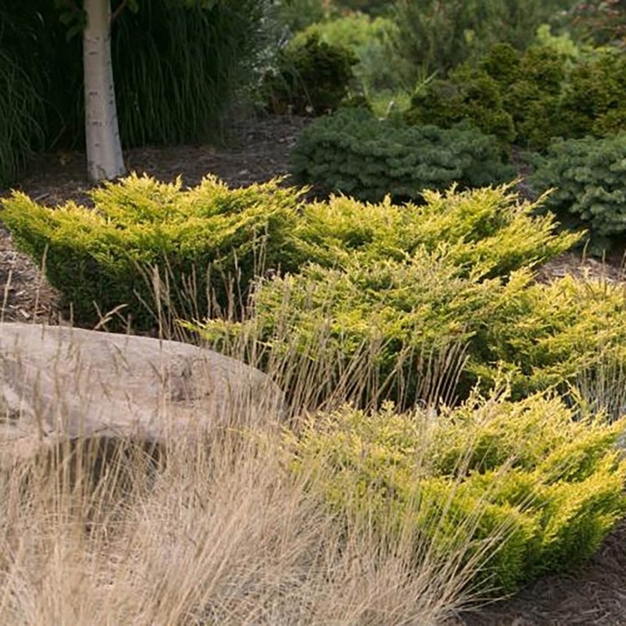 Можжевельник казацкий лайм Глоу