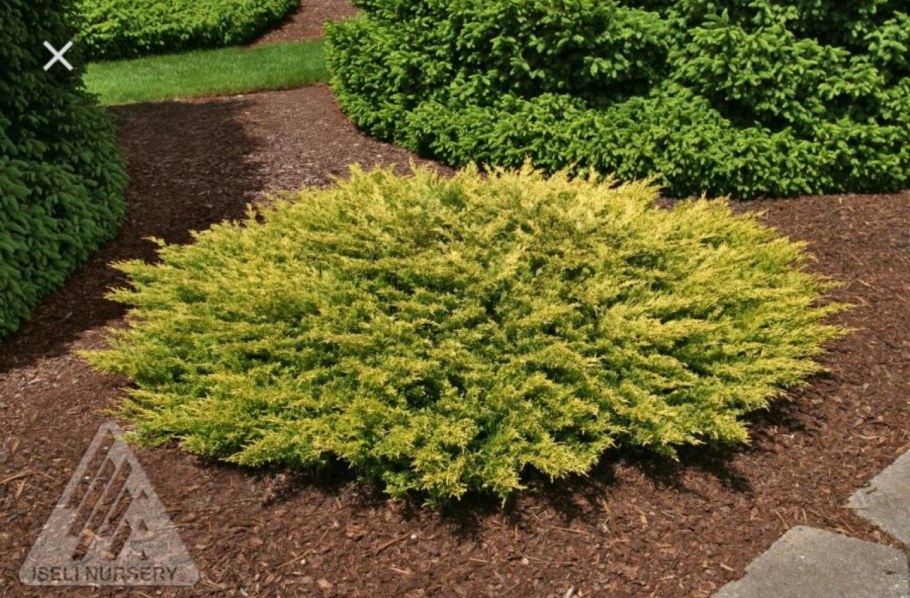 Можжевельник Голден Глоу