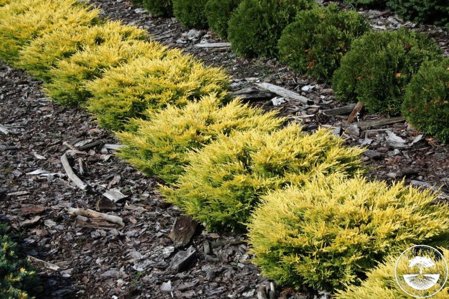 Можжевельник лайм Глоу