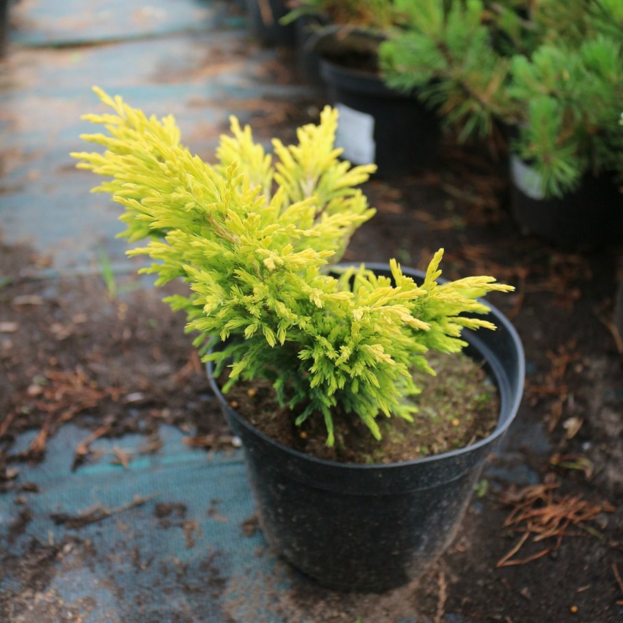 Можжевельник горизонтальный лайм Глоу