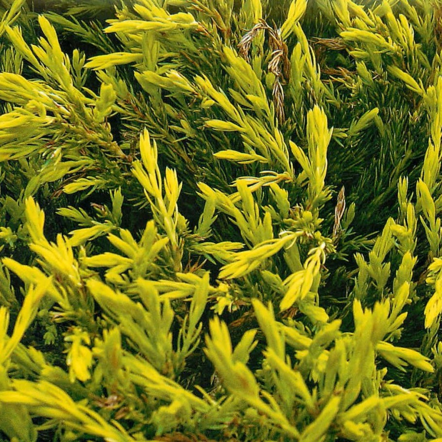 Можжевельник лайм Глоу