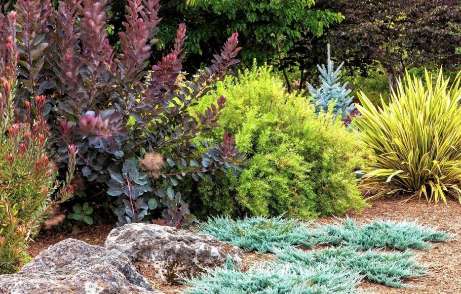 Можжевельник Винтер Блю