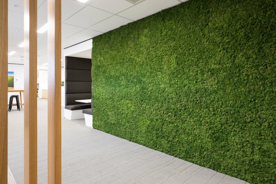 Мох ягель фитостена