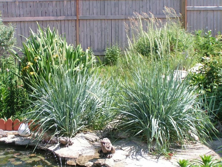 Элимус песчаный