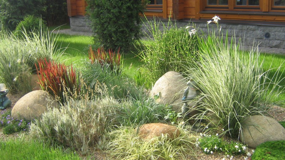 Осока фалярис ландшафт