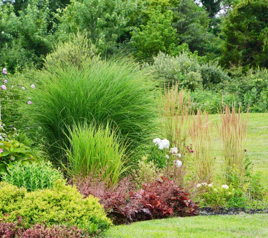 Мискантус морнинг Лайт