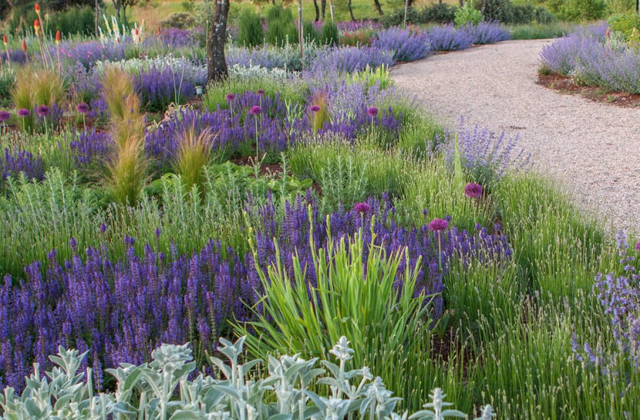 Лаванда котовник шалфей клумбы