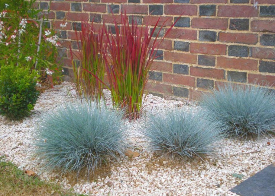 Овсяница сизая "Festuca"