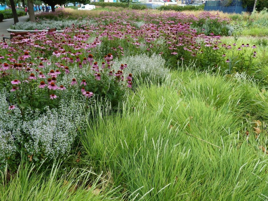 Цветники пита Удольфа эхинацея