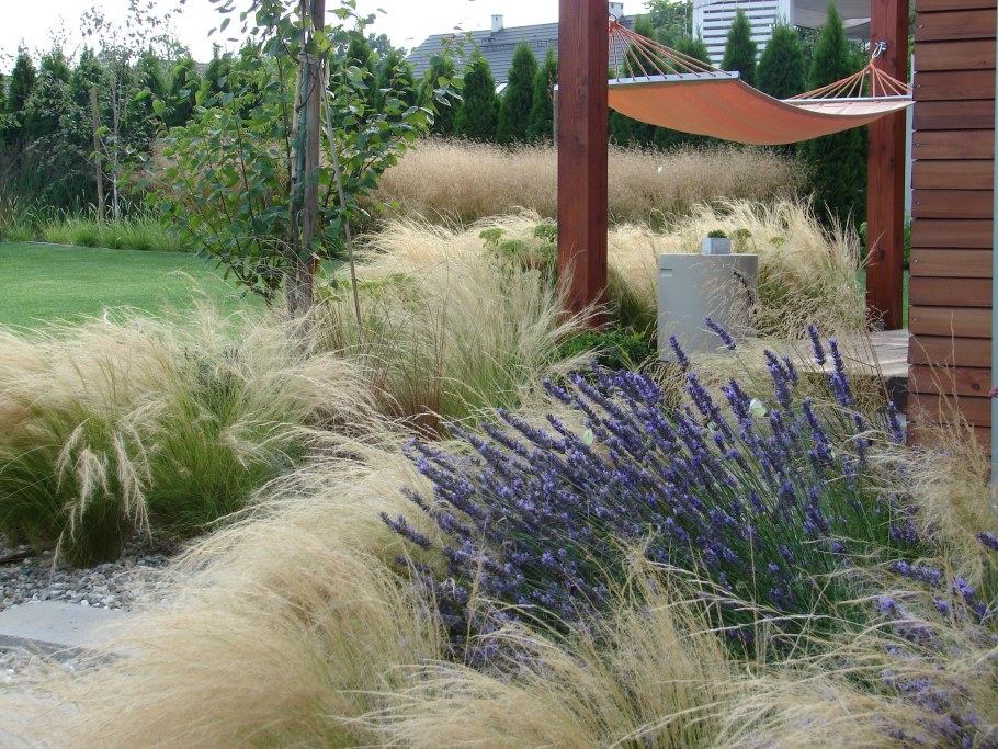 Овсяница сизая лазурит