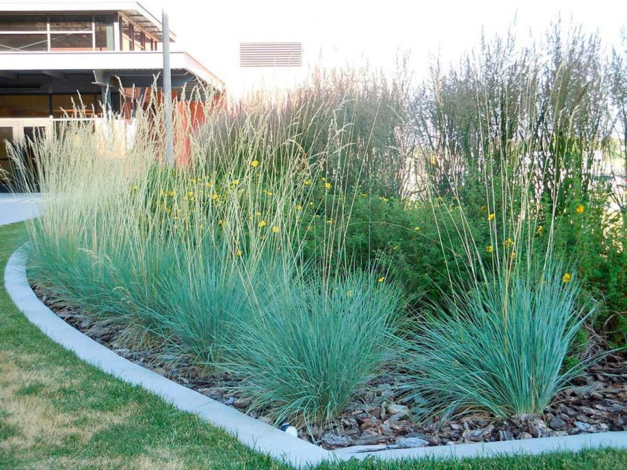 Колосняк (Элимус) песчаный