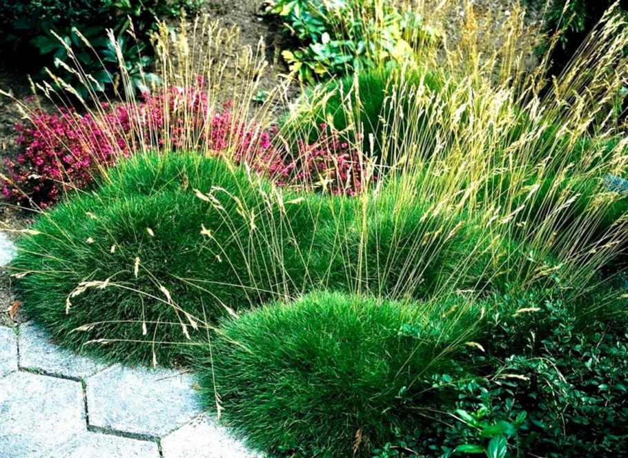 Овсяница Готье