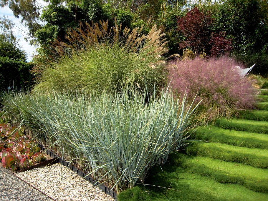 Пеннисетум мискантус