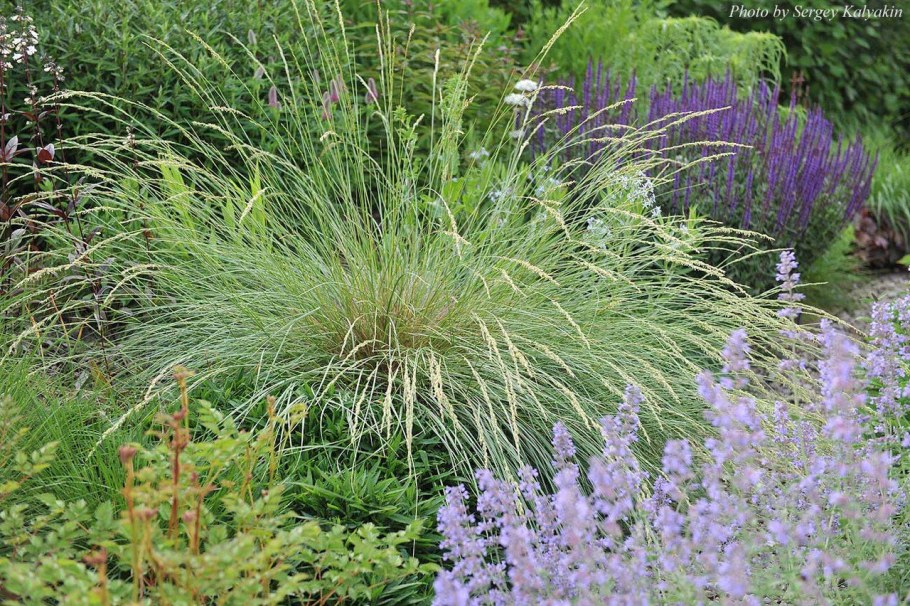 Овсяница мэра ((Festuca mairei)