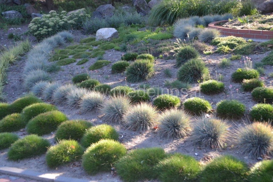 Овсяница сизая Готье