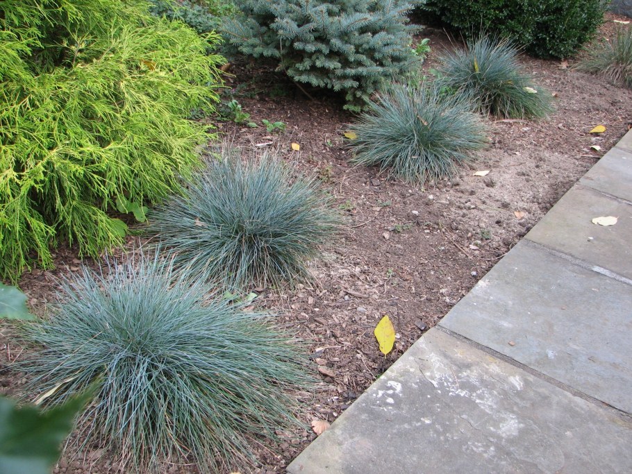 Овсяница сизая айс Блю