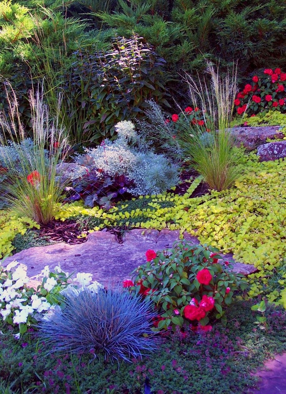 Овсяница сизая на клумбе