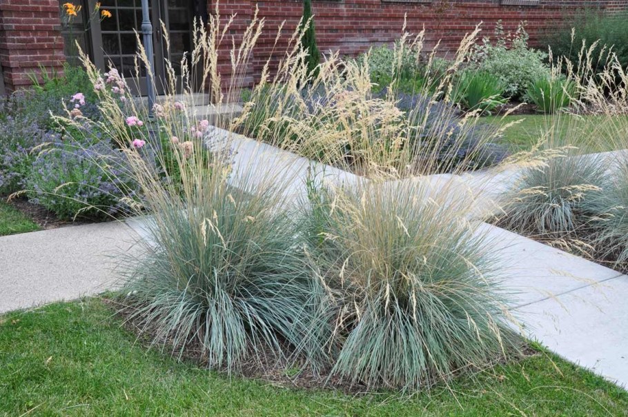 Колосняк (Элимус) песчаный