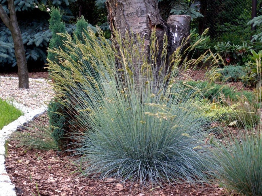 Молиния голубая (Molinia caerulea)