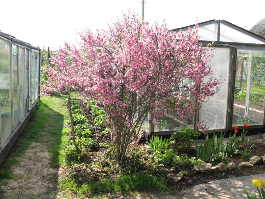 Миндаль трехлопастной Розенмунд