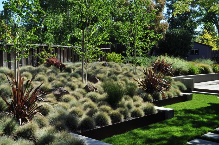 Овсяница Готье (Festuca