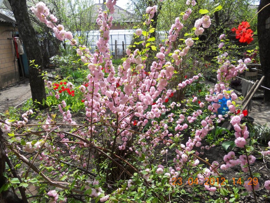 Миндаль трехлопастной в Подмосковье