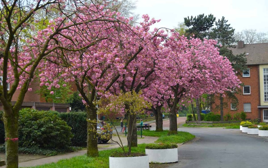 Сакура (миндаль трехлопастной)
