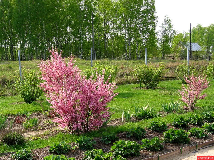 Миндаль трёхлопастный Ледебура