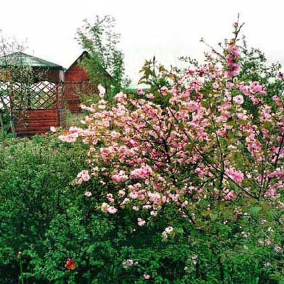 Миндаль трехлопастной (Луизиания)