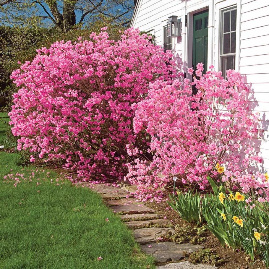 Миндаль трехлопастной Rosenmund