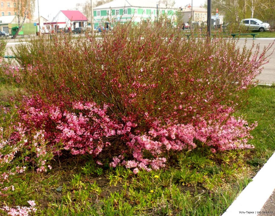 Миндаль декоративный кустарник