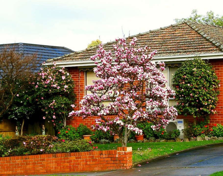 Магнолия Листопадная ландшафт