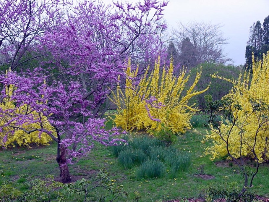 Миндаль Барбарис форзиция