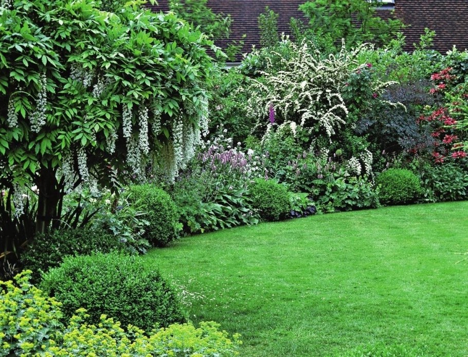 Тенелюбивые декоративные кустарники