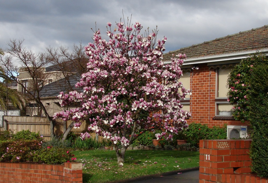 Магнолия Суланжа Нигра