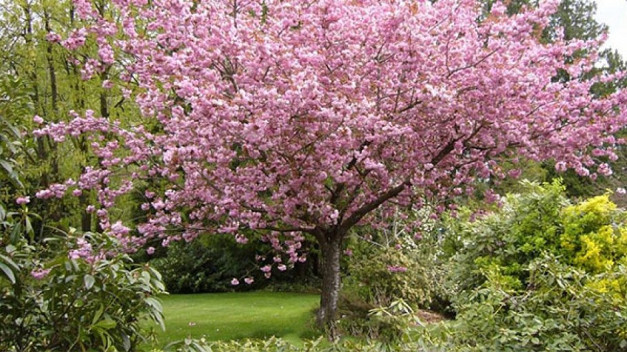 Миндаль черешковый