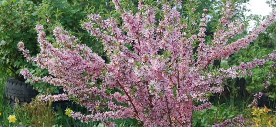 Миндаль Степной декоративный кустарник